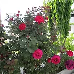Appartement Scandia