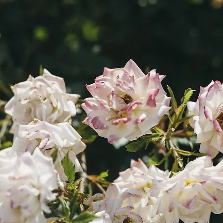 Scandia Villas Potos