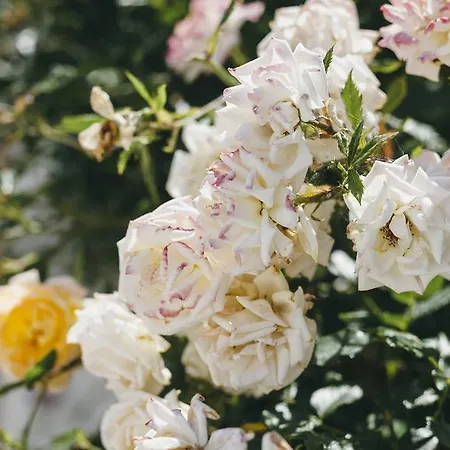 Scandia Villas Apartment *