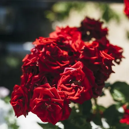 Scandia Villas Potos