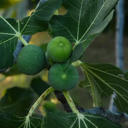 Scandia Villas * Potos