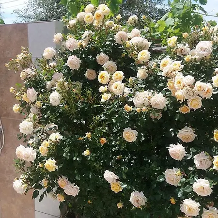 Scandia Villas Potos