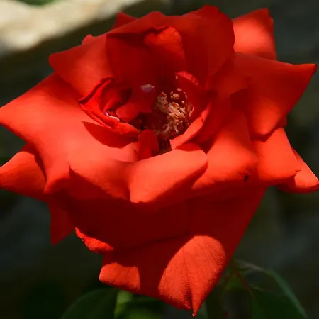 Scandia Villas Apartment Potos