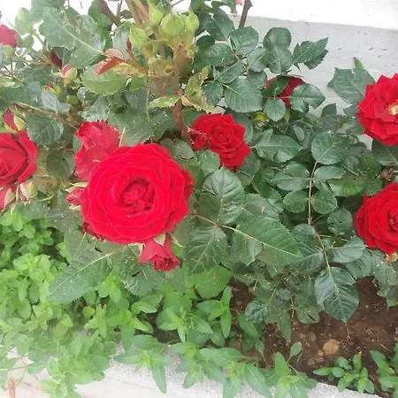 Scandia Lejlighed Potos