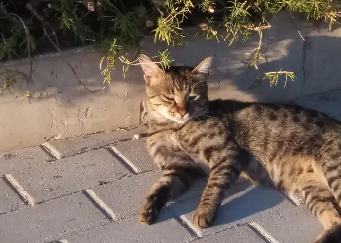 Apartmán Scandia Potos