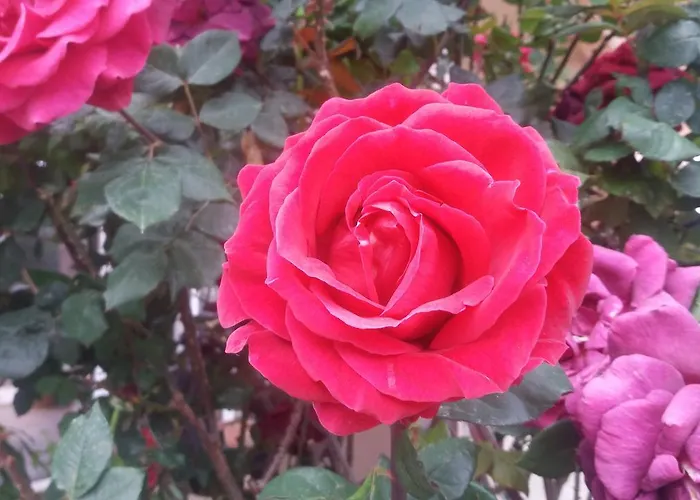 Apartmán Scandia Potos