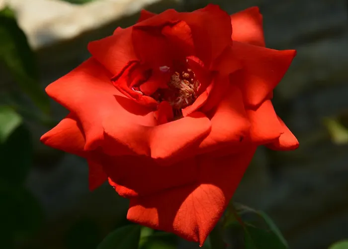 Scandia Apartmán Potos