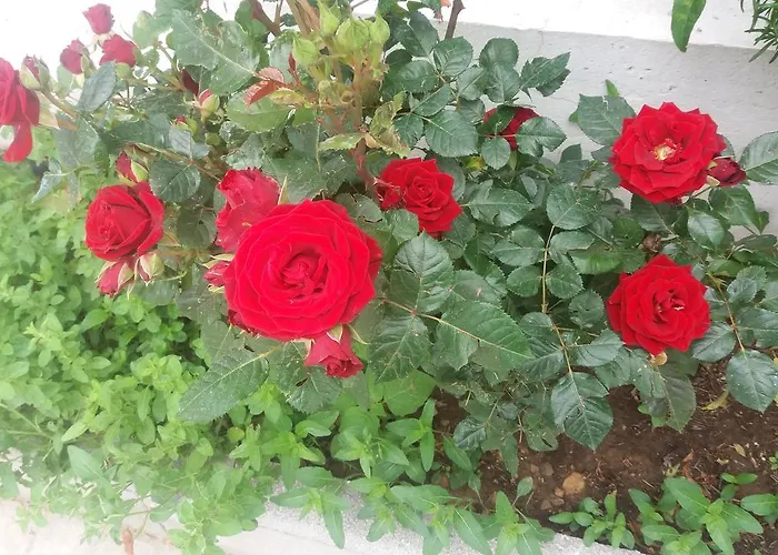 Scandia Apartmán Potos